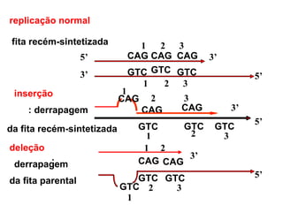 replicação normal fita recém-sintetizada CAG CAG CAG GTC GTC GTC inserção : derrapagem CAG CAG da fita recém-sintetizada GTC GTC GTC deleção :  derrapagem CAG CAG da fita parental GTC GTC GTC CAG 1 2 3 1 2 3 2 3 1 1 2 3 5’ 3’ 3’ 5’ 3’ 5’ 3’ 5’ 1 2 2 3 1 