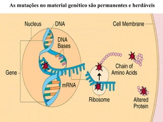 As mutações no material genético são permanentes e herdáveis 