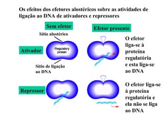 Os efeitos dos efetores alostéricos sobre as atividades de ligação ao DNA de ativadores e repressores Sem efetor Efetor presente Ativador Repressor Sítio de ligação ao DNA Sítio alostérico O efetor liga-se à proteína regulatória e ela não se liga ao DNA O efetor liga-se à proteína regulatória  e esta liga-se ao DNA 