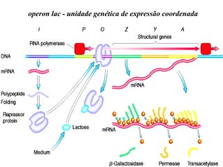 operon lac - unidade genética de expressão coordenada 
