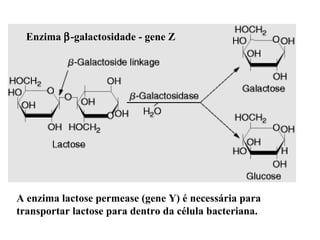 A enzima lactose permease (gene Y) é necessária para transportar lactose para dentro da célula bacteriana.  Enzima   -galactosidade - gene Z 