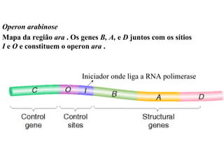Operon arabinose Mapa da região  ara  . Os genes  B, A,  e  D  juntos com os sítios  I  e  O  e constituem o operon  ara  .  Iniciador onde liga a RNA polimerase 