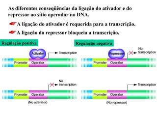 As diferentes conseqüências da ligação do ativador e do repressor ao sítio operador no DNA.  Regulação positiva Regulação negativa ,[object Object],[object Object]