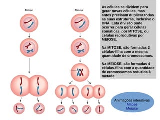 As células se dividem para
gerar novas células, mas
antes precisam duplicar todas
as suas estruturas, inclusive o
DNA. Esta divisão pode
ocorrer para gerar células
somaticas, por MITOSE, ou
células reprodutivas por
MEIOSE.
Na MITOSE, são formadas 2
células-filha com a mesma
quantidade de cromossomos.
Na MEIOSE, são formadas 4
células-filha com a quantidade
de cromossomos reduzida à
metade.
Animações interativas
Mitose
Meiose
 