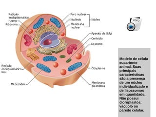 Modelo de célula
eucarionte
animal. Suas
principais
características
são a presença
de um núcleo
individualizado e
de lisossomos
em quantidade.
Não possui
cloroplastos,
vacúolo ou
parede celular.
 