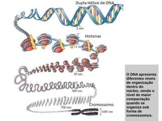 O DNA apresenta
diferentes níveis
de organização
dentro do
núcleo, sendo o
nível de maior
compactação
quando se
organiza sob
forma de
cromossomos.
 