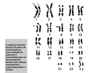 A espécie humana
possui 23 pares de
cromossomos.
Uma unidade de
cada par é
transmitida para os
descendentes
através das células
reprodutivas –
espermatozoides e
óvulos.
 