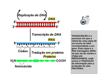 TRANSCRIÇÃO é o
processo em que a
célula faz uma cópia de
um trecho do DNA
correspondente a um
gene. Esta cópia é o
RNA mensageiro (RNA-
m) que sai do núcleo e
chega aos
RIBOSSOMOS, onde
ocorre a TRADUÇÃO
da informação para a
produção de uma
PROTEÍNA.
 