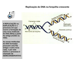 A REPLICAÇÃO ou
DUPLICAÇÃO é o
processo em que
ocorre a formação de
uma nova molécula
de DNA (filha) a partir
da antiga (molde ou
mãe).
As novas moléculas
de DNA formadas
possuem uma fita
antiga e outra nova
cada, e por este
motivo o processo é
chamado de
SEMICONSERVATIVO
 