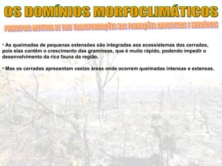 • As queimadas de pequenas extensões são integradas aos ecossistemas dos cerrados,
pois elas contêm o crescimento das gramíneas, que é muito rápido, podendo impedir o
desenvolvimento da rica fauna da região.
• Mas os cerrados apresentam vastas áreas onde ocorrem queimadas intensas e extensas.
 
