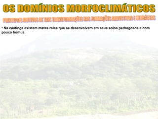 • Na caatinga existem matas ralas que se desenvolvem em seus solos pedregosos e com
pouco húmus.
 