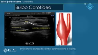 15
Bulbo Carotídeo
bases para o exame - Anatomia
Envolvendo a bifurcação e ambos os ramos interno e externo;
 
