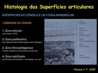 Histologia das Superfícies articulares
SUPERFÍCIES DO CÔNDILO E DA FOSSA MANDIBULAR

 CAMADAS OU ZONAS

1- Zona articular
(mais externa, TCFD)

                                                           Fig 1-15
2- Zona proliferativa
(céls. Mesenquimais indiferenciadas, prolif. Cartilagem)


3- Zona fibrocartilaginosa
( oferece resistência contra forças compressivas)


4- Zona calcificada
(condrócitos e condroblastos – remodelação sup. art.)




                                                                      Okeson J. P., 2000
 