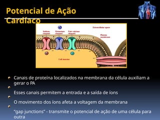 Potencial de Ação
Cardíaco
Canais de proteína localizados na membrana da célula auxiliam a
gerar o PA
Esses canais permitem a entrada e a saída de íons
O movimento dos íons afeta a voltagem da membrana
“gap junctions” - transmite o potencial de ação de uma célula para
outra
 