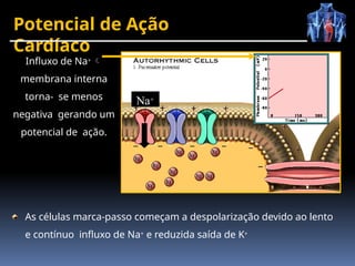 Potencial de Ação
Cardíaco
Influxo de Na+ 
membrana interna
torna- se menos
negativa gerando um
potencial de ação.
Na+
As células marca-passo começam a despolarização devido ao lento
e contínuo influxo de Na+ e reduzida saída de K+
 
