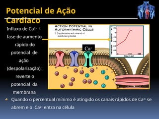 Potencial de Ação
Cardíaco
Quando o percentual mínimo é atingido os canais rápidos de Ca2+ se
abrem e o Ca2+ entra na célula
Influxo de Ca2+ 
fase de aumento
rápido do
potencial de
ação
(despolarização),
reverte o
potencial da
membrana
Ca+
 