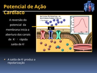 Potencial de Ação
Cardíaco
A saída de K+ produz a
repolarização
A reversão do
potencial da
membrana inicia a
abertura das canais
de K+  rápida
saída de K+
K+
 