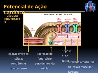 Potencial de Ação
Cardíaco
ligação entre as
células
contráteis e
marca-passo
liberação de
íons cálcio
para dentro da
célula
unidades contráteis
da célula muscular
cardíaca
Depósit
o de
cálcio
CÉLULAS
CONTRÁTEI
S
 