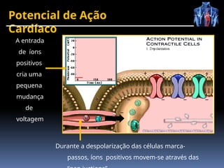 Potencial de Ação
Cardíaco
A entrada
de íons
positivos
cria uma
pequena
mudança
de
voltagem
Durante a despolarização das células marca-
passos, íons positivos movem-se através das
 