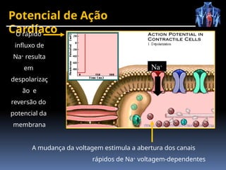 Potencial de Ação
Cardíaco
O rápido
influxo de
Na+ resulta
em
despolarizaç
ão e
reversão do
potencial da
membrana
A mudança da voltagem estimula a abertura dos canais
rápidos de Na+ voltagem-dependentes
Na+
 
