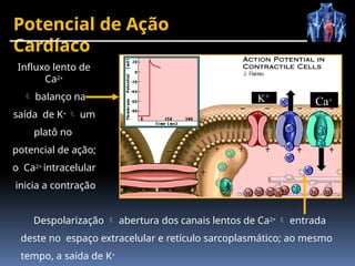 Potencial de Ação
Cardíaco
Influxo lento de
Ca2+
 balanço na
saída de K+  um
platô no
potencial de ação;
o Ca2+ intracelular
inicia a contração
Ca+
K+
Despolarização  abertura dos canais lentos de Ca2+  entrada
deste no espaço extracelular e retículo sarcoplasmático; ao mesmo
tempo, a saída de K+
 