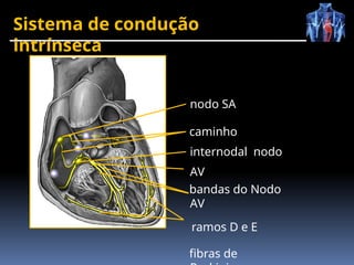 Sistema de condução
intrínseca
nodo SA
caminho
internodal nodo
AV
bandas do Nodo
AV
ramos D e E
fibras de
 