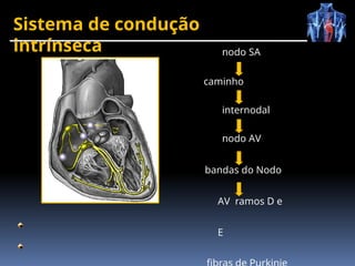 Sistema de condução
intrínseca nodo SA
caminho
internodal
nodo AV
bandas do Nodo
AV ramos D e
E
 