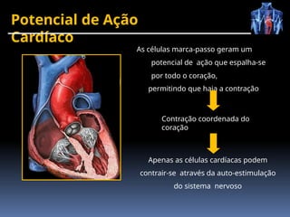 Potencial de Ação
Cardíaco
As células marca-passo geram um
potencial de ação que espalha-se
por todo o coração,
permitindo que haja a contração
Apenas as células cardíacas podem
contrair-se através da auto-estimulação
do sistema nervoso
Contração coordenada do
coração
 