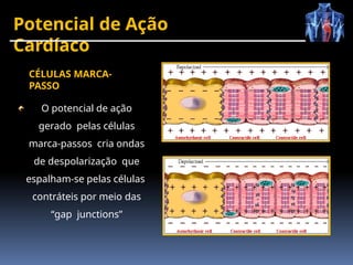 Potencial de Ação
Cardíaco
O potencial de ação
gerado pelas células
marca-passos cria ondas
de despolarização que
espalham-se pelas células
contráteis por meio das
“gap junctions”
CÉLULAS MARCA-
PASSO
 