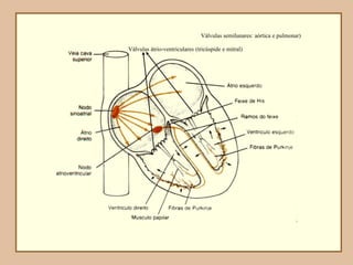 Válvulas átrio-ventriculares (tricúspide e mitral)
Válvulas semilunares: aórtica e pulmonar)
 