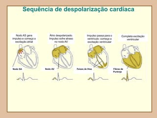 Nodo AS gera
impulso e começa a
excitação atrial
Átrio despolarizado.
Impulso sofre atraso
no nodo AV
Impulso passa para o
ventrículo: começa a
excitação ventricular
Completa excitação
ventricular
Nodo AV
Nodo SA Feixes de Hiss Fibras de
Purkinje
Sequência de despolarização cardíaca
 