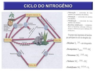 CICLO DO NITROGÊNIO
 