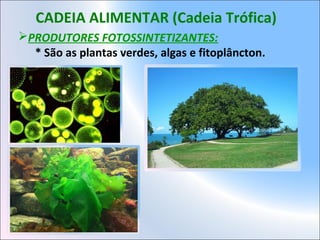 CADEIA ALIMENTAR (Cadeia Trófica)
PRODUTORES FOTOSSINTETIZANTES:
* São as plantas verdes, algas e fitoplâncton.
 