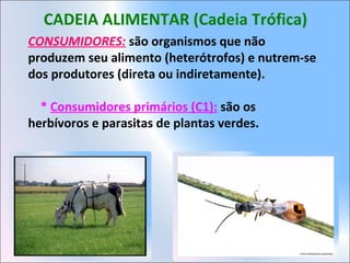 CADEIA ALIMENTAR (Cadeia Trófica)
CONSUMIDORES: são organismos que não
produzem seu alimento (heterótrofos) e nutrem-se
dos produtores (direta ou indiretamente).
* Consumidores primários (C1): são os
herbívoros e parasitas de plantas verdes.
 