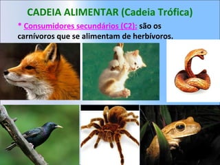 CADEIA ALIMENTAR (Cadeia Trófica)
* Consumidores secundários (C2): são os
carnívoros que se alimentam de herbívoros.
 