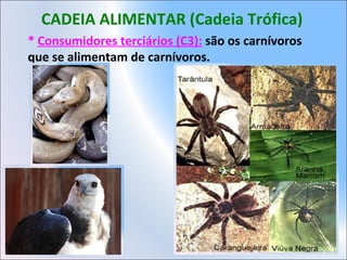 CADEIA ALIMENTAR (Cadeia Trófica)
* Consumidores terciários (C3): são os carnívoros
que se alimentam de carnívoros.
 