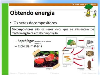 (Alimenta-se de matéria
orgânica)
 