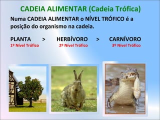CADEIA ALIMENTAR (Cadeia Trófica)
Numa CADEIA ALIMENTAR o NÍVEL TRÓFICO é a
posição do organismo na cadeia.
PLANTA > HERBÍVORO > CARNÍVORO
1º Nível Trófico 2º Nível Trófico 3º Nível Trófico
 