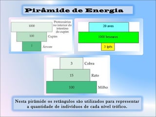 Nesta pirâmide os retângulos são utilizados para representar
a quantidade de indivíduos de cada nível trófico.
Pirâmide de Energia
 