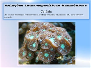 Relações intra-específicas harmônicas
Colônia
Associação anatômica formando uma unidade estrutural e funcional. Ex.: coral-cérebro,
caravela.
 