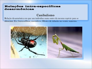 Relações intra-específicas
desarmônicas
Canibalismo
Relação desarmônica em que um indivíduo mata outro da mesma espécie para se
alimentar. Ex.: louva-a-Deus, aracnídeos, filhotes de tubarão no ventre materno.
 