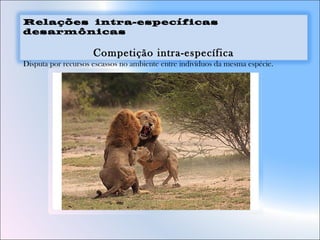 Relações intra-específicas
desarmônicas
Competição intra-específica
Disputa por recursos escassos no ambiente entre indivíduos da mesma espécie.
 