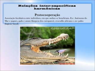 Relações inter-específicas
harmônicas
Protocooperação
Associação facultativa entre indivíduos, em que ambos se beneficiam. Ex.: Anêmona do
Mar e paguro, gado e anum (limpeza dos carrapatos), crocodilo africano e ave palito
(higiene bucal).
 