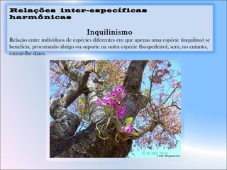 Relações inter-específicas
harmônicas
Inquilinismo
Relação entre indivíduos de espécies diferentes em que apenas uma espécie (inquilino) se
beneficia, procurando abrigo ou suporte na outra espécie (hospedeiro), sem, no entanto,
causar-lhe dano.
 