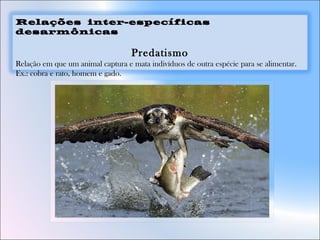Relações inter-específicas
desarmônicas
Predatismo
Relação em que um animal captura e mata indivíduos de outra espécie para se alimentar.
Ex.: cobra e rato, homem e gado.
 