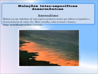 Relações inter-específicas
desarmônicas
Amensalismo
Relação em que indivíduos de uma espécie produzem toxinas que inibem ou impedem o
desenvolvimento de outras. Ex.: Maré vermelha, cobra (veneno) e homem,
fungo penicillium(penicilina) e bactérias.
 
