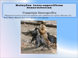 Relações inter-específicas
desarmônicas
Competição Interespecífica
 Disputa por recursos escassos no ambiente entre indivíduos de espécies diferentes. Ex.:
Peixe Piloto e Rêmora (por restos deixados pelo tubarão)
 