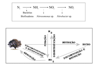 N2 NH3 NO2 NO3
Bactérias
Biofixadoras Nitrosomonas sp. Nitrobacter sp.
 