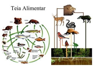 Teia Alimentar
 