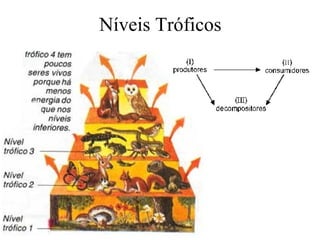 Níveis Tróficos
 